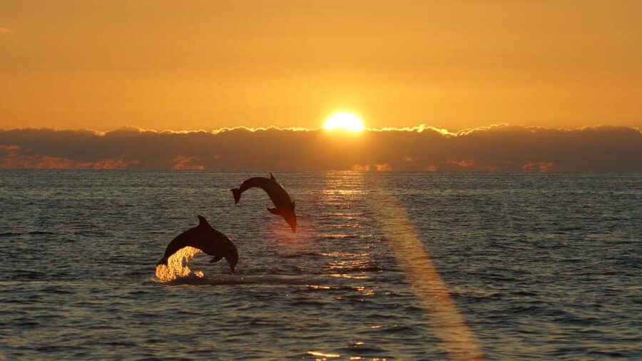 Fazana: Dolphin Finder in Brijuni islands Safari with Dinner - Weather, timing, and the wild-card factor
