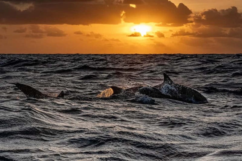 Fazana: Dolphin Finder in Brijuni islands Safari with Dinner - What the experience does well