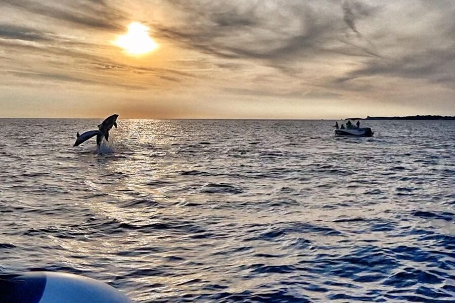 Fazana: Guided Dolphin Watching Sightseeing Cruise at Sunset - Key points before you book