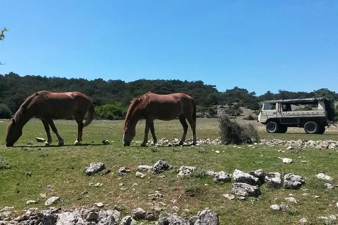 Feel and Taste island Brac with local experts - island adventure to remember - Why the military jeep changes the day