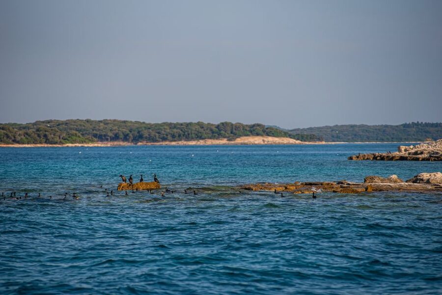 From Fažana: Private boat tour of Brijuni Islands - How good is the guide service?