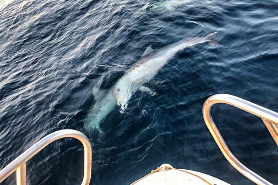 From Fazana: Private sunset dolphin tour - Meeting at Fazana’s main pier