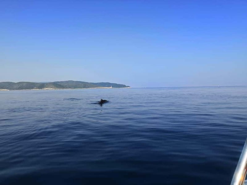 From Hvar: Unforgetable Tour to the Island Vis and Blue Cave - Palmižana offers the day’s proper break