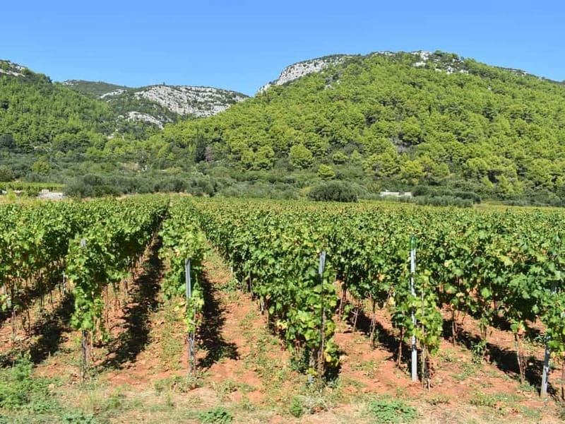 From Korcula Town: Local Wine & Sightseeing Half-Day Tour - The second and third wineries