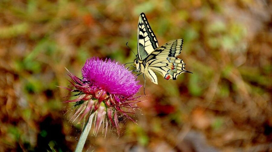 From Makarska: Biokovo Nature Park Guided Tour with Skywalk - A short walk introduces Biokovo’s unusual plants