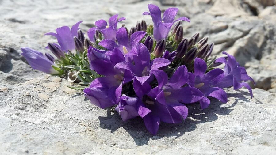 From Makarska: Biokovo Nature Park Guided Tour with Skywalk - Local cake and herbal drinks make the break worthwhile