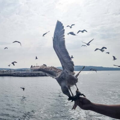 Boat Day Trip to Rovinj with Fish Lunch