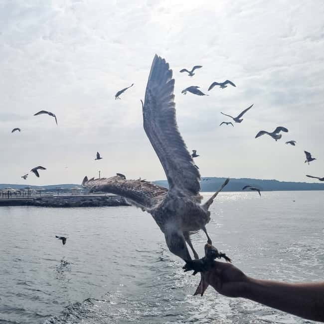From Poreč: Boat Day Trip to Rovinj with Fish Lunch - Finding the Kristofor at Poreč port