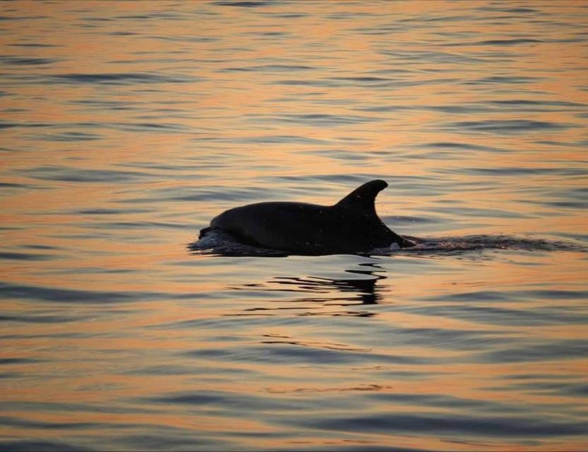 From Poreč: Evening Dolphin Cruise with Welcome Drink - Setting out from Obala Maršala Tita 13