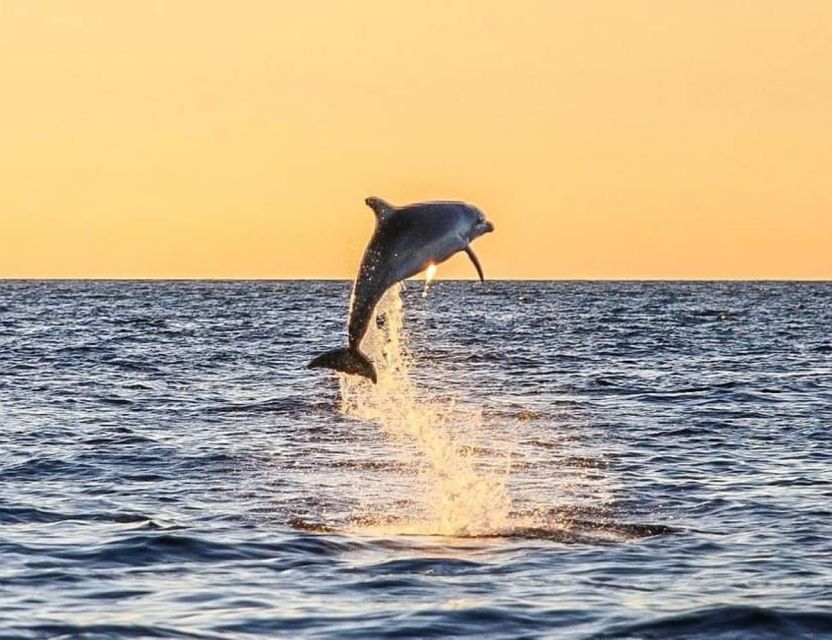 From Poreč: Evening Dolphin Cruise with Welcome Drink - The first 70 minutes on the Istrian coast