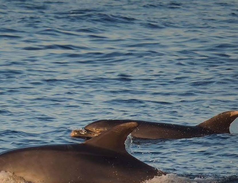 From Poreč: Evening Dolphin Cruise with Welcome Drink - Is $35 good value?