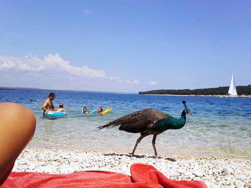 From Pula: Island Stop and National Park Day Cruise - What the five-hour Brijuni cruise actually includes