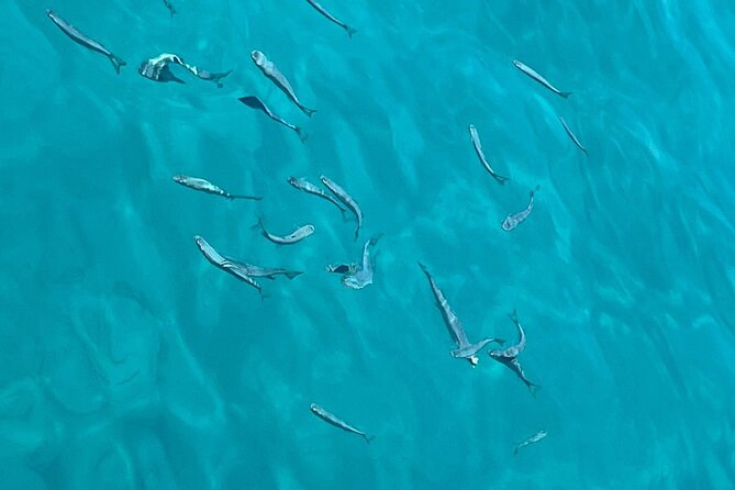 Full Day Boat Tour, Blue Lagoon and Šolta with lunch&drinks - Lunch on board with wine and simple choices