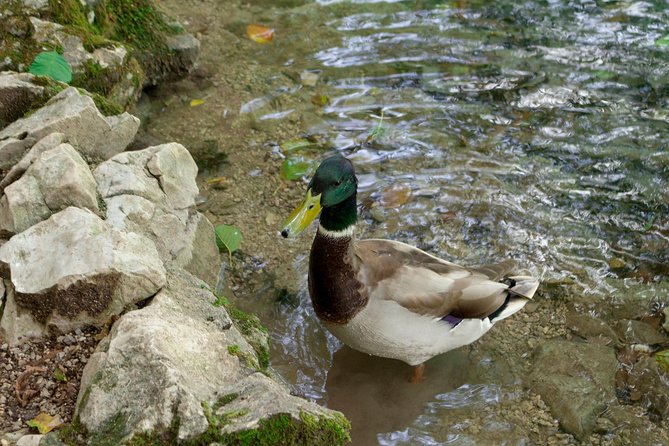Full-Day Private Plitvice Lakes National Park Tour from Split - Four hours inside Plitvice Lakes National Park