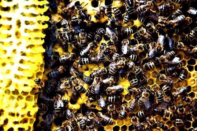 Give Bees a chance! - Meeting a third-generation beekeeper