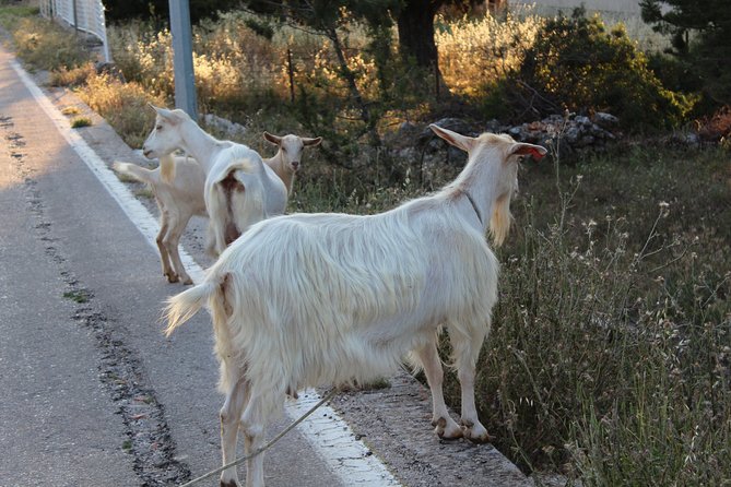 Hvar Hidden Gems Small Group Half Day Tour with Lunch or Dinner - Driving through Brusje and Hvar’s rural interior