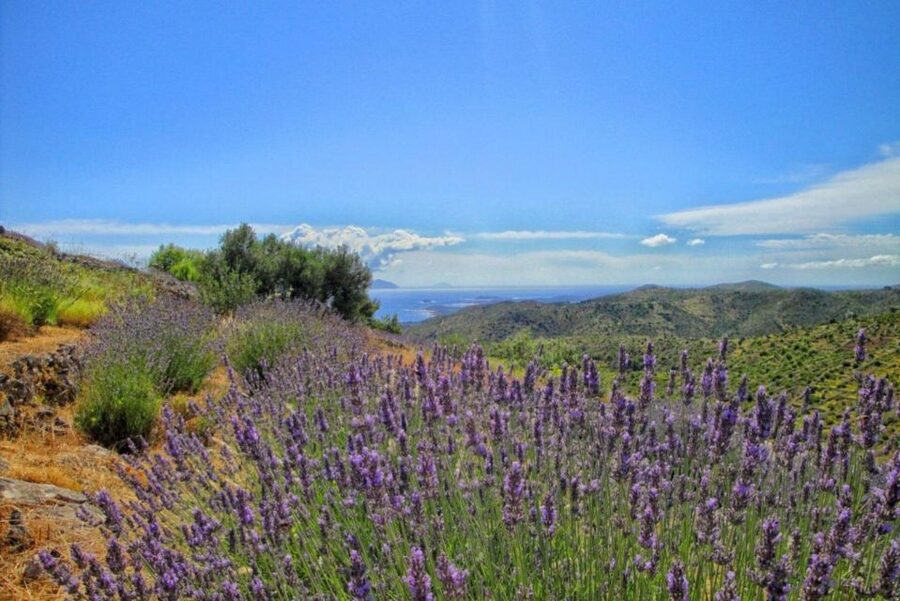 Hvar: Island tour with Wine and Olive Oil Tasting - Why This Tour Shows You a Different Hvar