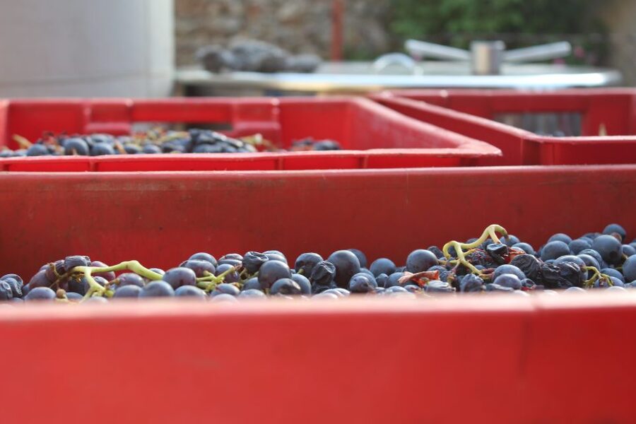 Hvar: Wine Lovers Tour to 3 Wineries with Local Tastings - The food, pace, and feel of the day