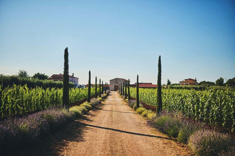 Istria: Pervino wine tasting - What makes Pervino worth your time