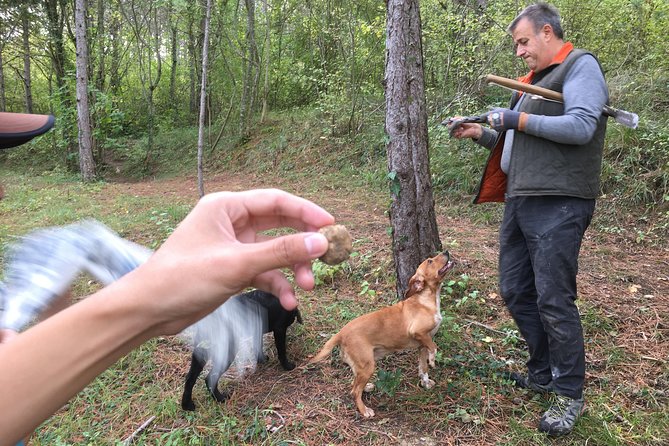 Istrian tapestry - gourmet tour combining wine, truffles and olive oil - The truffle hunt with dogs in the Motovun forest