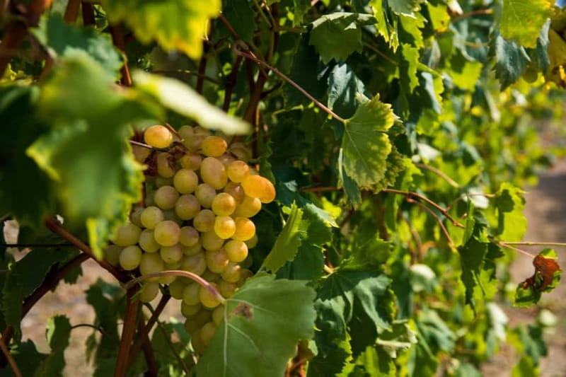 Konavle Valley: Tour with Wine Tasting from Dubrovnik - Ljuta and the old water-powered mill