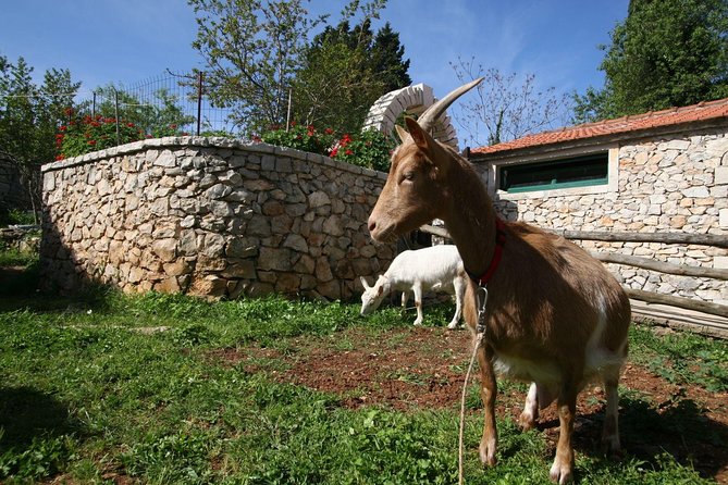 Korcula Island Mountain E Bike Private tour with lunch - Gravel roads, olive groves, and Lumbarda vineyards