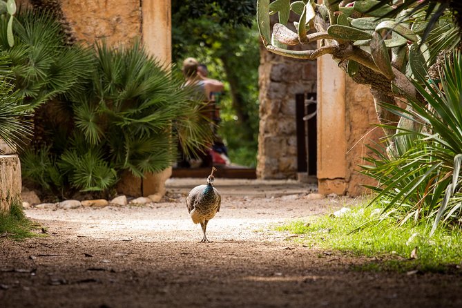 Legendary Game of Thrones & Lokrum Island Tour - Price, timing, and what you really receive