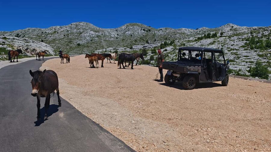 Makarska: Buggy Skywalk and Biokovo Tour - What the four-hour format feels like