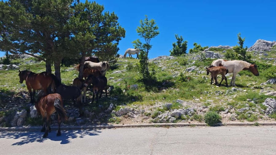 Makarska: Buggy Skywalk and Biokovo Tour - How to prepare for the buggy and mountain air