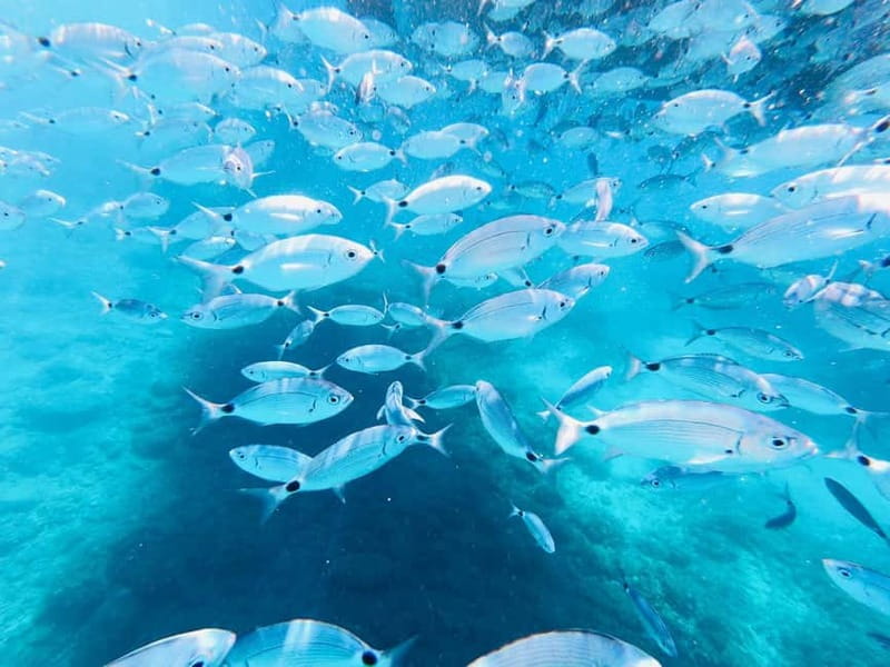 Medulin: Boat Cruise to Kamenjak/Ceja with Lunch and Drinks - Two hours on Ceja Island