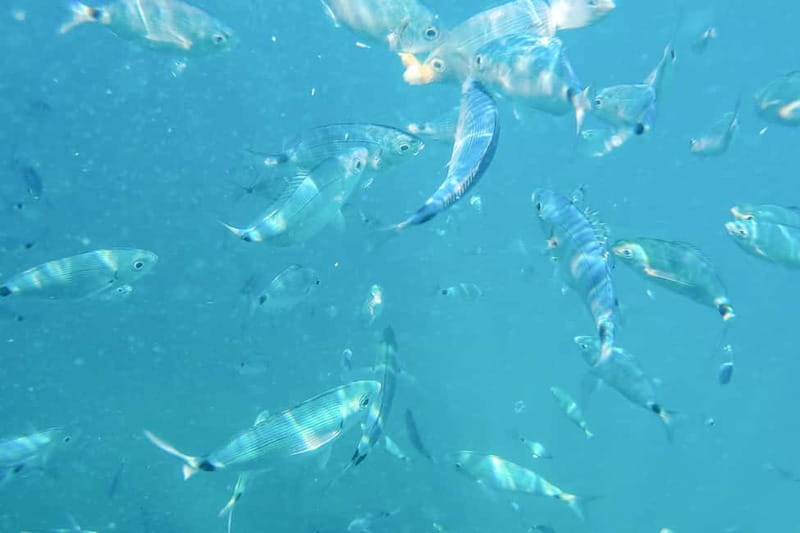 Medulin: Full-Day Boat Tour of the Archipelago w/ Lunch - Two hours on Levan Island