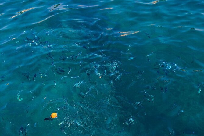 Medulin: Glass Boat Tour Experience to Kamenjak - Is $36.20 good value?