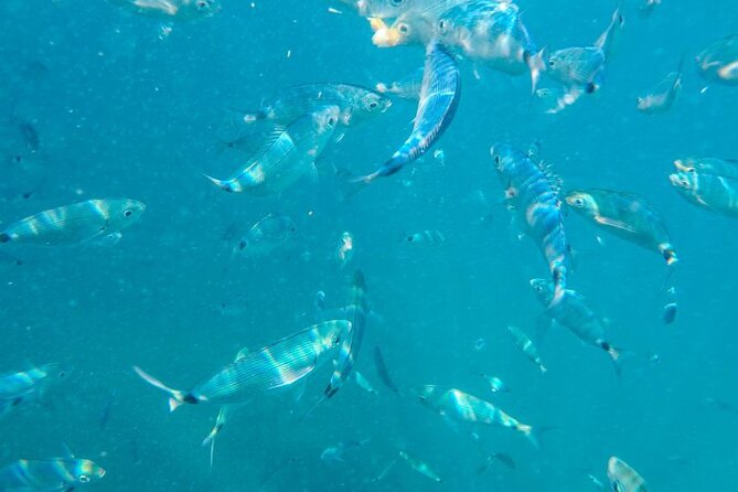 Medulin: Private Glass Bottom Boat Tour to Levan Island - Who Will Enjoy This Boat Trip Most?