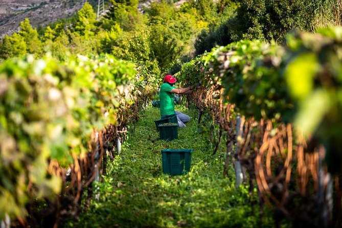 Olive farm & village - Is $84.10 a fair price?