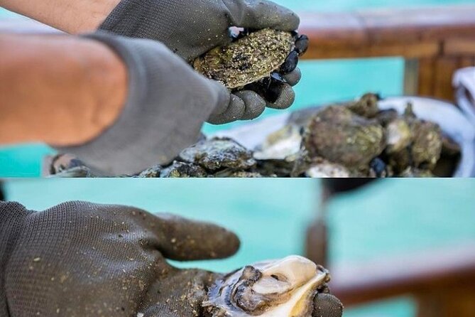Oyster farm experience / Private day trip from Dubrovnik - What the private vehicle adds