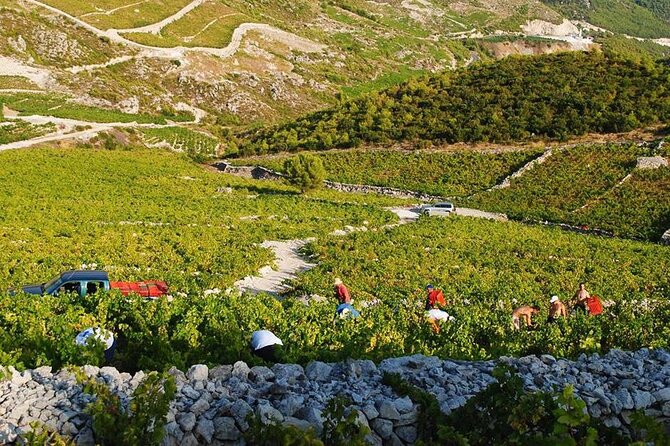 Oysters & Wine Tour From Dubrovnik (Small Group) - How the timing and transport affect the day