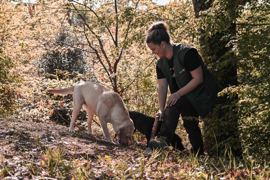 Paladini: Truffle Hunting Tour with 3-Course Tasting Menu - Into the Old Forest Where Istrian Truffle Hunting Began