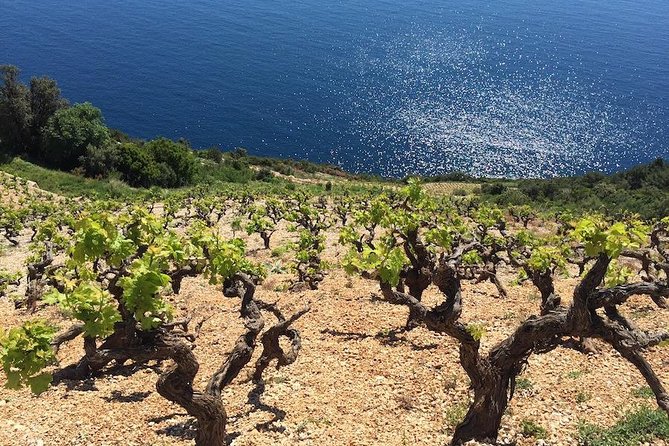 Peljesac and Ston Private Wine Tour with Tastings from Dubrovnik - Mali Ston: Oysters, Salt, and Two Small Fortresses