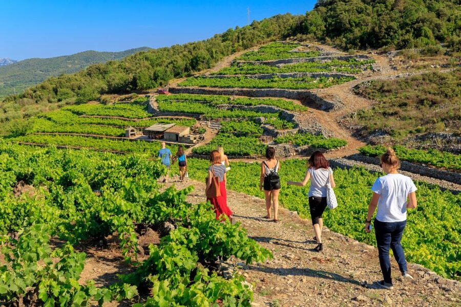 Pelješac Full-Day Wine and Food Tour from Dubrovnik - Is $259 a fair price?
