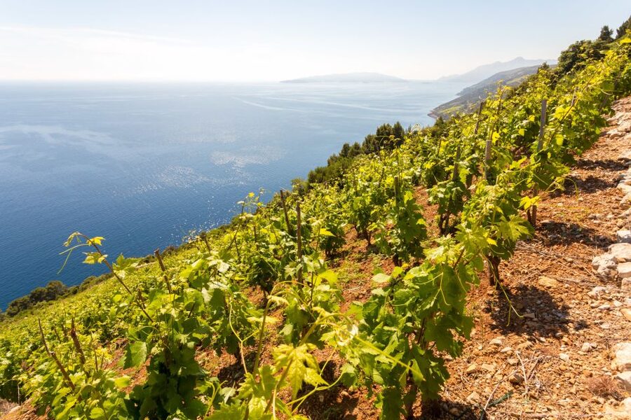 Pelješac Full-Day Wine and Food Tour from Dubrovnik - Ston walls and salt made the old way