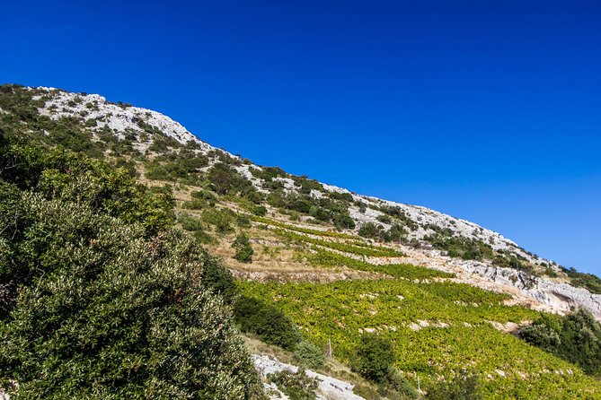 Peljesac Wine & Ston Oysters PRIVATE HALF DAY SHORE TOUR - Ponikve: Plavac Mali and a family winery