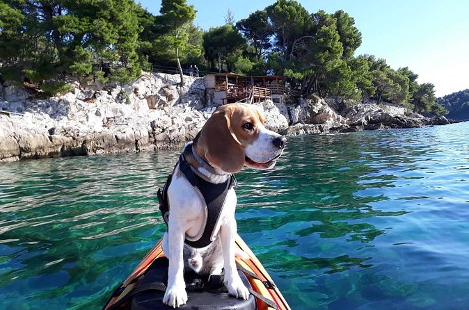 'Pomalo' Guided Sea Kayaking Tour in Cavtat - What you get for $48.39