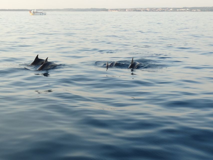 Poreč: Dolphin Spotting Cruise with Included Drinks - Key points to know before boarding