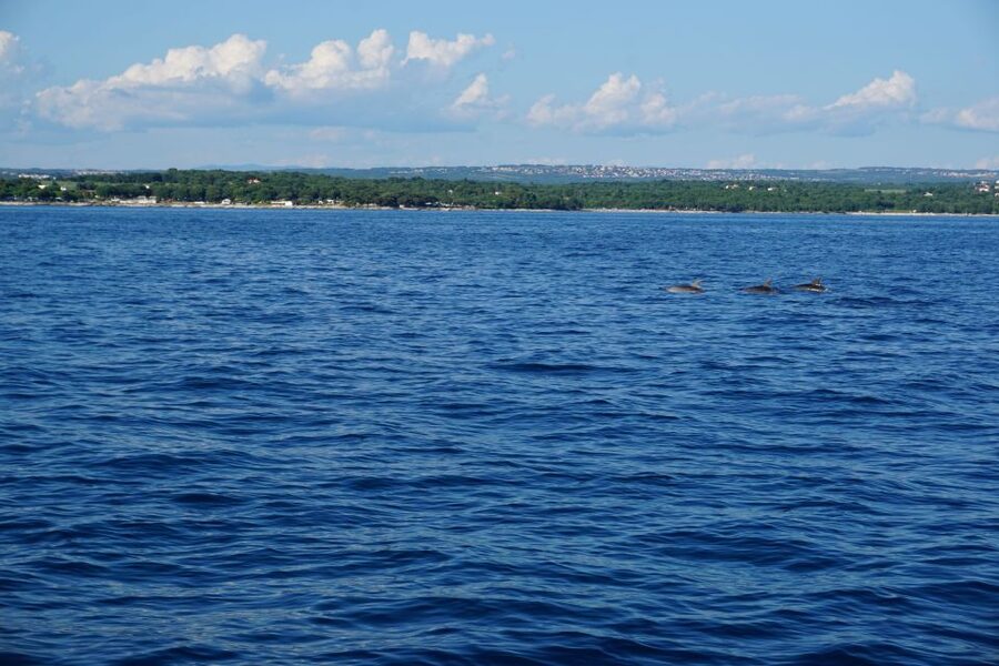 Poreč: Dolphin Spotting Cruise with Included Drinks - What happens if the dolphins stay away