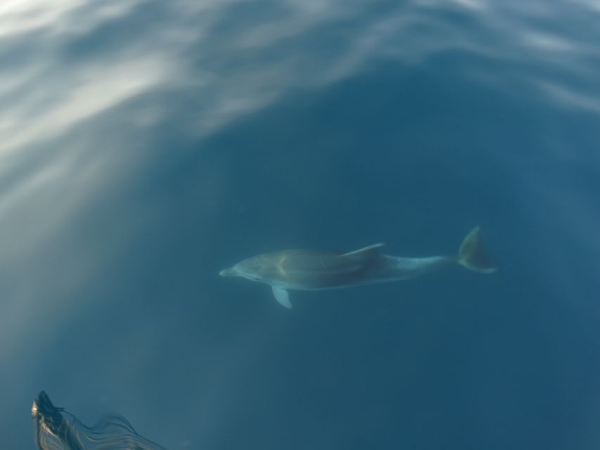 Poreč: Dolphin Spotting Cruise with Included Drinks - Crew service and the feel on board