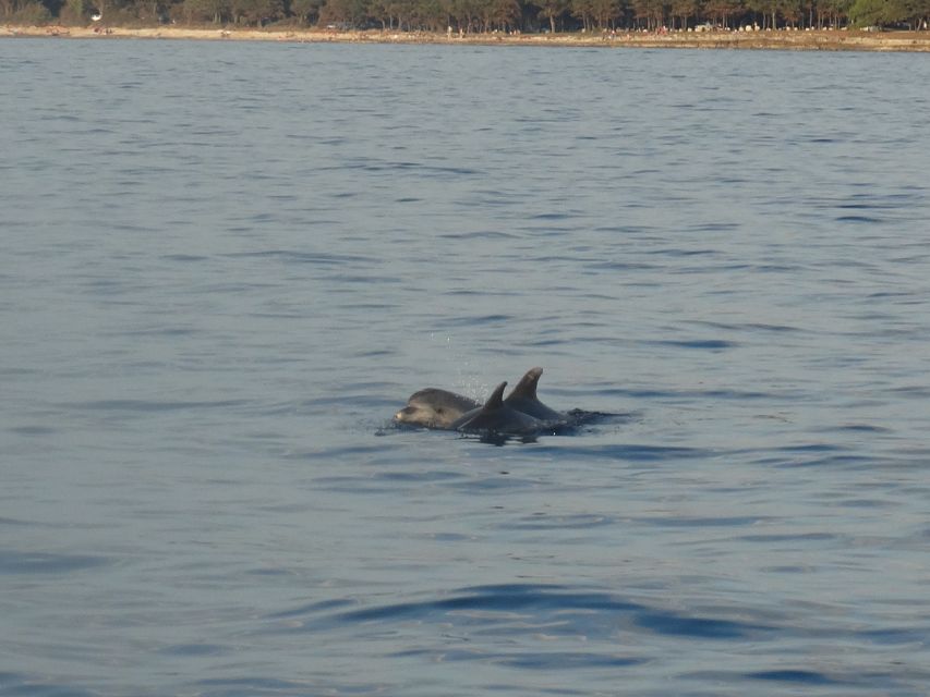 Poreč: Dolphin Spotting Cruise with Included Drinks - Who will enjoy the Fjera cruise most?