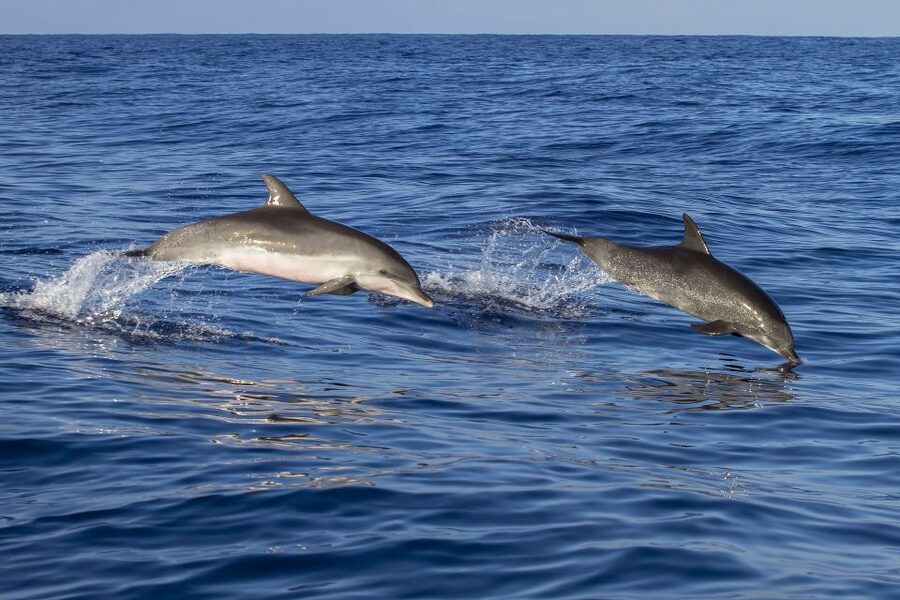 Poreč: Dolphin Spotting Cruise with Included Drinks - The first minutes: Poreč from the water
