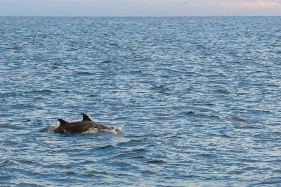 Poreč: Evening Boat Trip to Discover Dolphins - Leaving Poreč port aboard Kristofor
