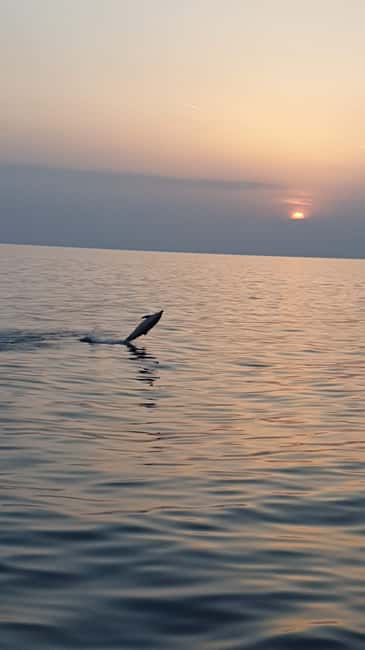 Poreč: Sunset Dolphin Safari with Dinner and Drinks - Key points to know before you sail
