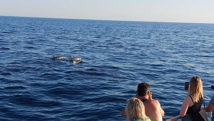 Poreč: Sunset Dolphin Safari with Dinner and Drinks - Dolphin watching in the Adriatic